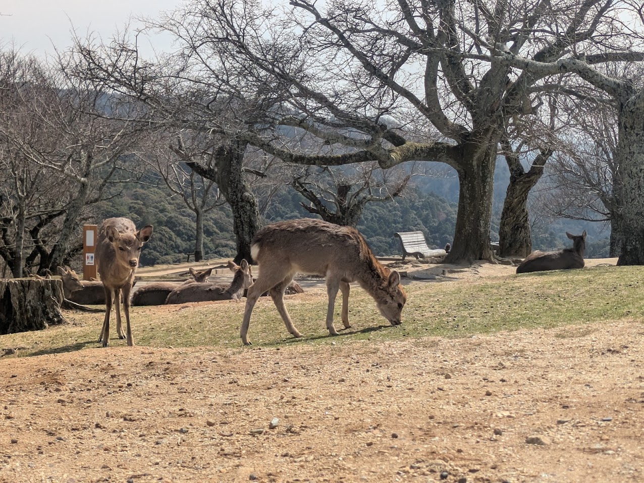 Nara Deer Park