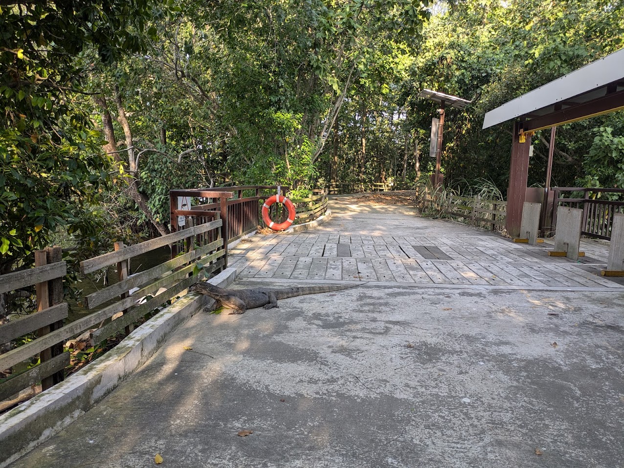 Sungei Buloh Monitor Lizard